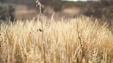 Pastos-Secos-Del-Interior-Australiano-Que-Brillan-Bajo-El-Sol-De-La-Mañana