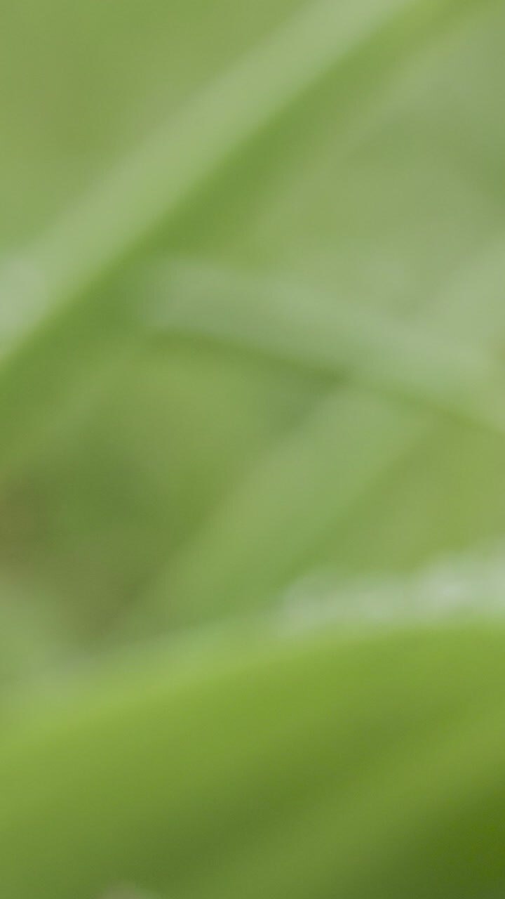 Vertical Video Close Up Of Rain Droplets On Grass And Plant Leaves 1