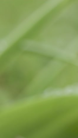 Vertical-Video-Close-Up-Of-Rain-Droplets-On-Grass-And-Plant-Leaves-1