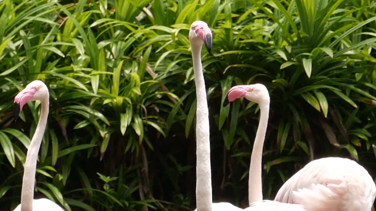 잔디에 서 있는 분홍색 플라밍고 한 무리