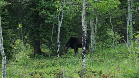 Ein-Wilder-Elch,-Der-Sich-Im-Wald-In-Gordon-Gulch,-Colorado,-USA,-Ernährt