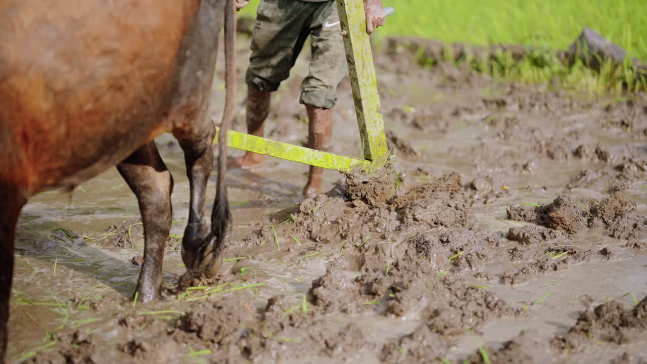 Close-up of traditional plough cutting through wet paddy field soil, showcasing rural farming in action, 4k video