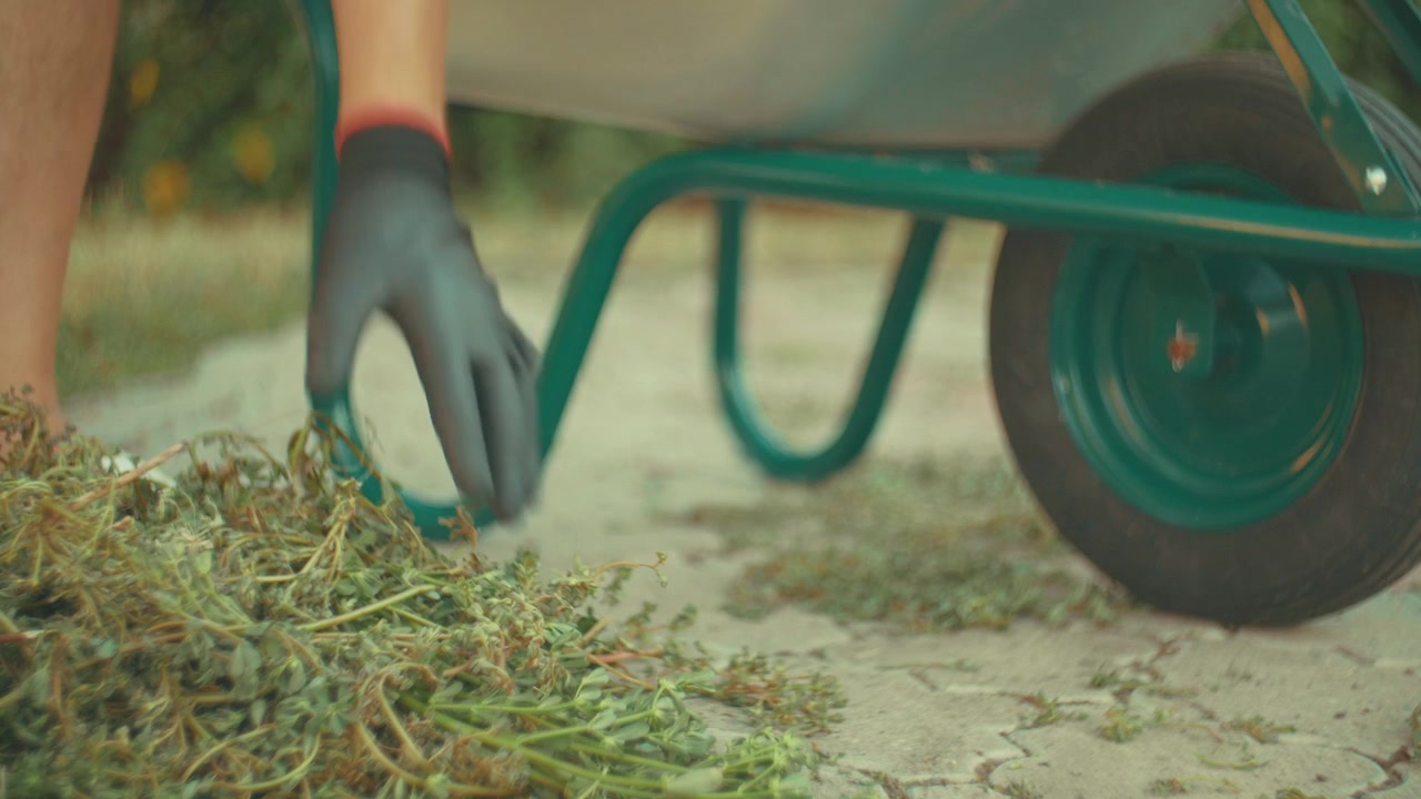 A nostalgic video shot of a man wearing gloves gathering cut grass from the yard and loading it into a wheelbarrow on a sunny summer evening, illuminated by warm golden sunset light.