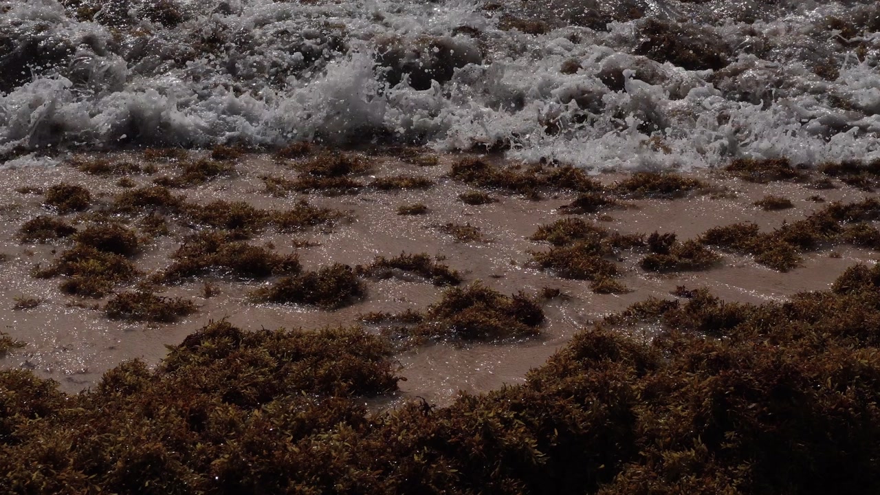Close-up, high-angle view of dense brown sargassum seaweed floating in shallow ocean water. Focus on the intricate texture of the algae and the shimmering water surface in natural light.