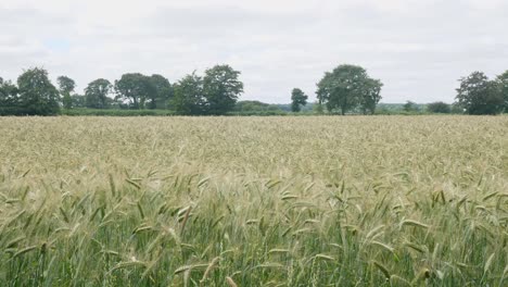 Plano-General-De-Un-Campo-De-Trigo-En-Un-Entorno-Rural-Inglés