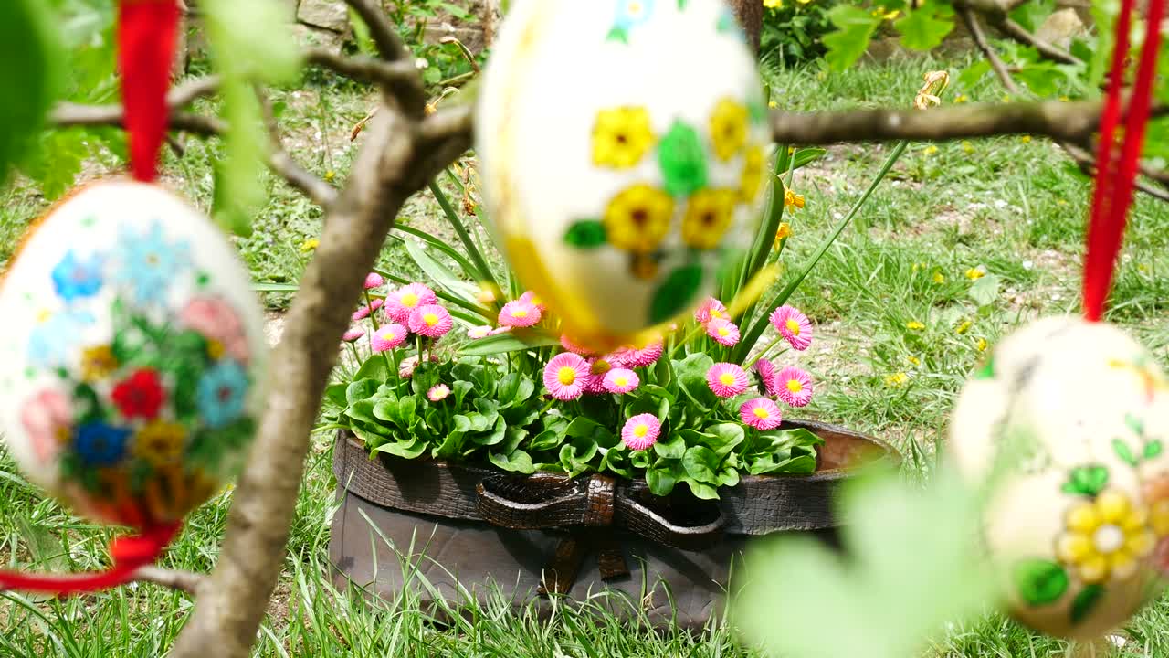 Ostereier hängen am Zweig im Garten. Schwenk. Fokusverlagerung.