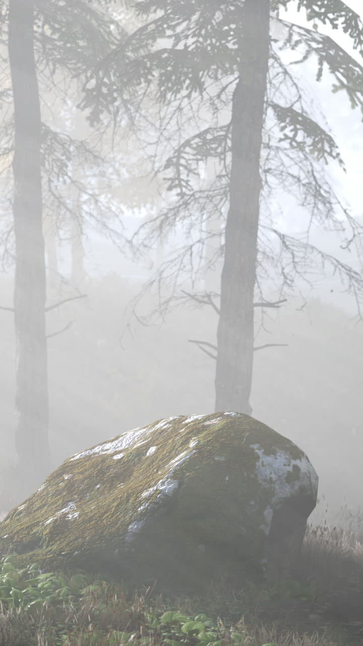 나무 를 통해 빛나는 빛 이 있는 안개 숲