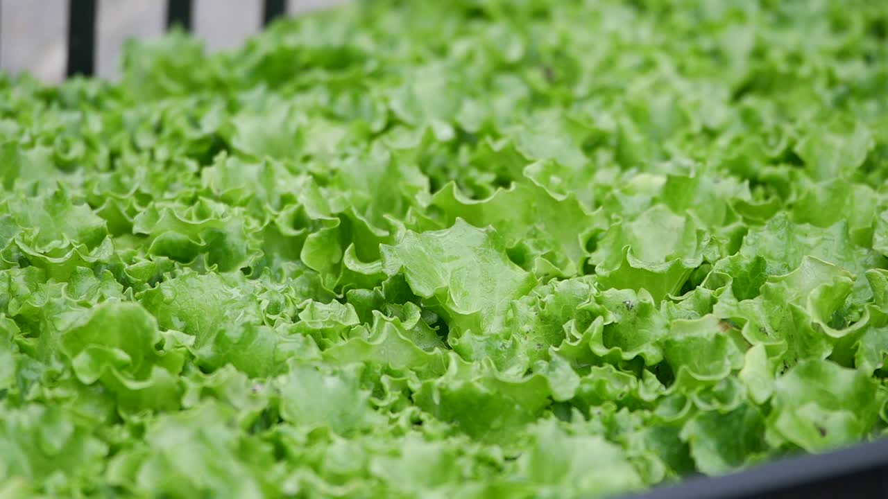 lechuga verde fresca