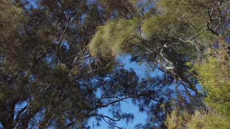 strong wind blowing through trees