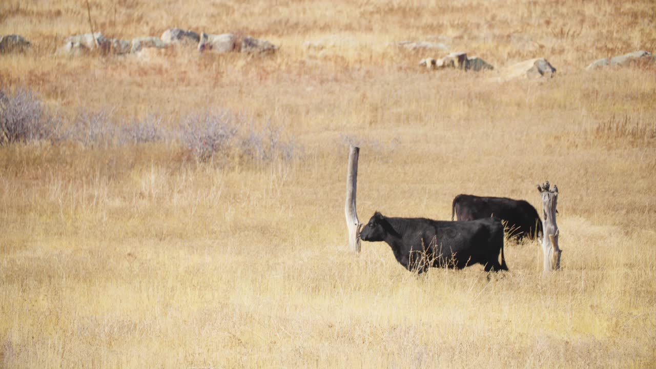 coches conduciendo por el rancho de ganado, vacas de pie en el paisaje abierto