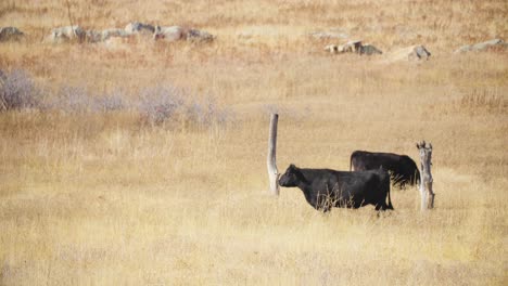 cars driving by cattle ranch, cows standing in open landscape