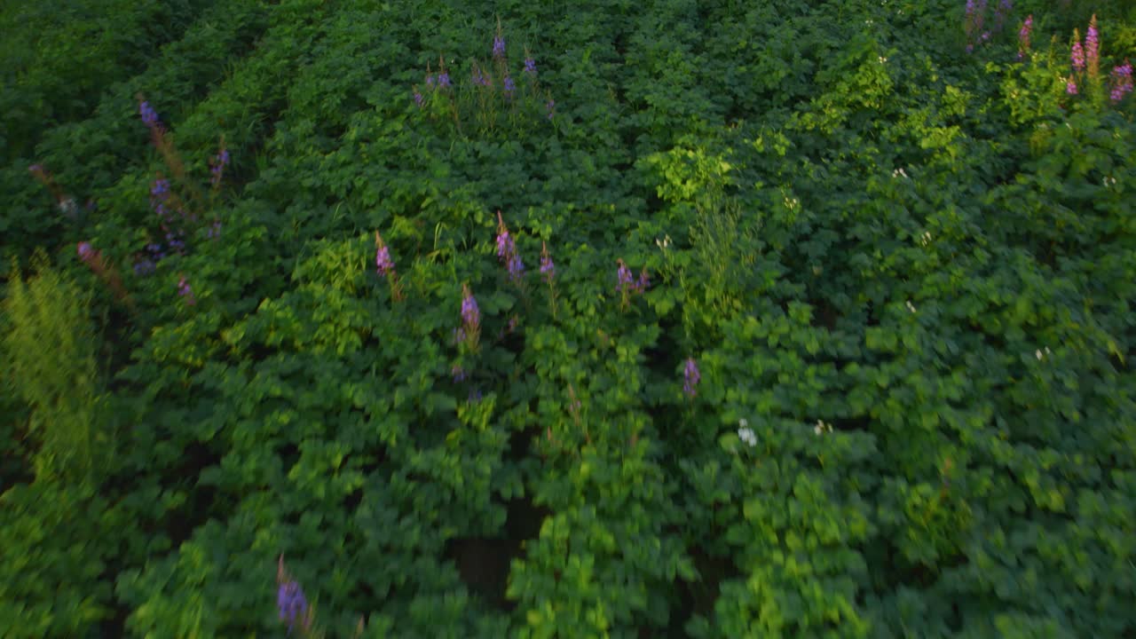 따뜻하고 화창한 여름 밤 동안 감자 밭 위를 날다