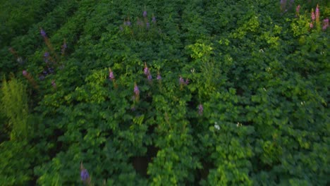 flying over a potato field during a warm sunny summer night