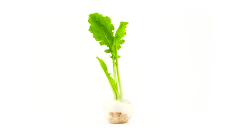 one white radish root with leaves. rotating. isolated. close-up. macro.