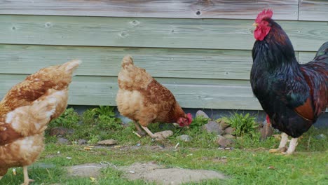 a bunch of live poultry hens chickens birds with rooster pecking around