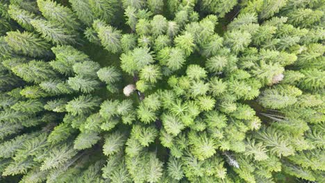Aerial-top-down-view-of-thick-dense-green-forest-with-tall-coniferous-trees