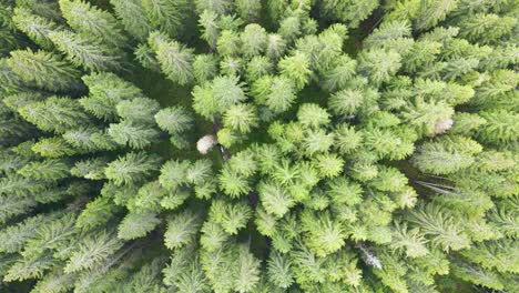 aerial top down view of thick dense green forest with tall coniferous trees