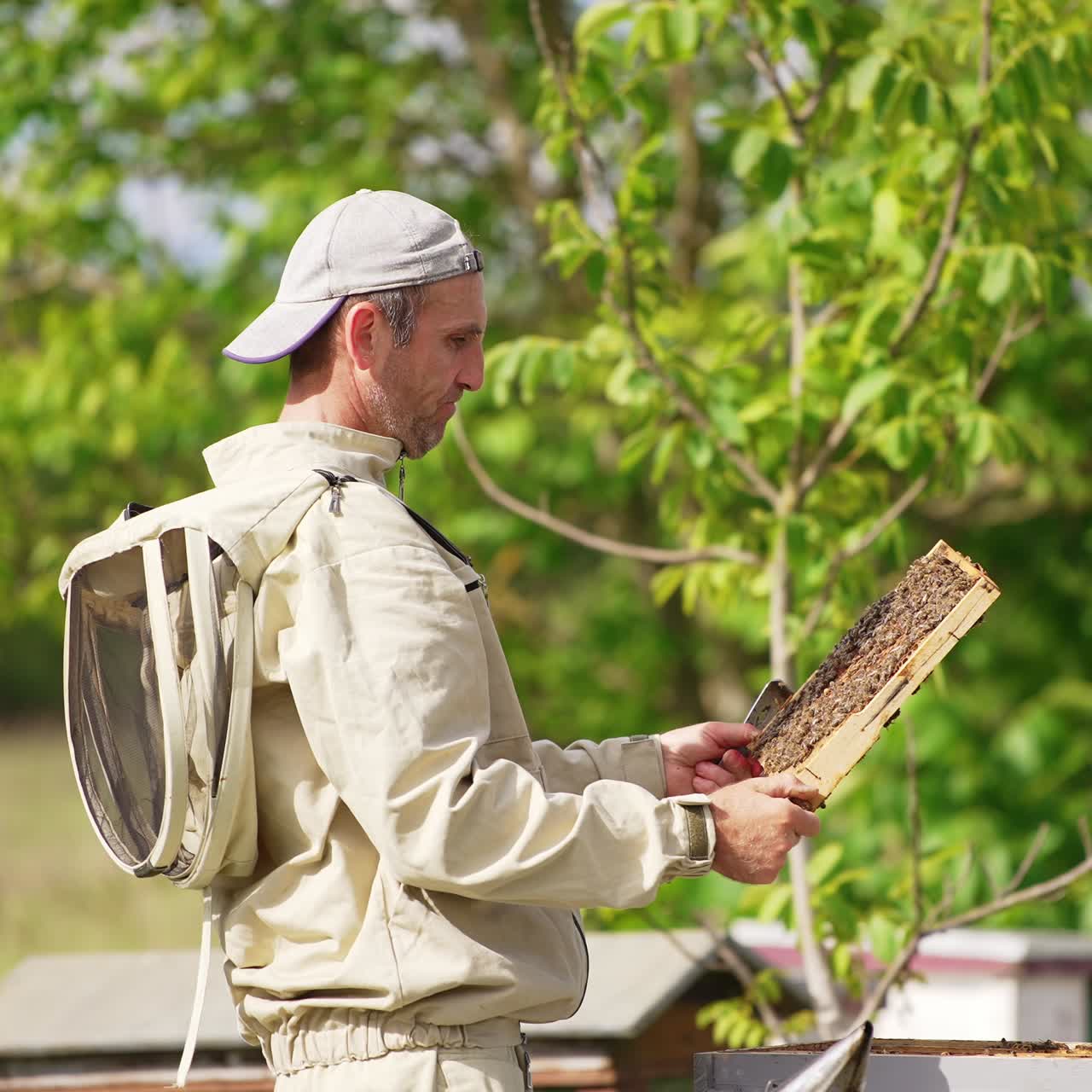 Male apiarist looking attentively at the frame covered with bees. Beekeeper examining the honey harvest. Green trees backdrop