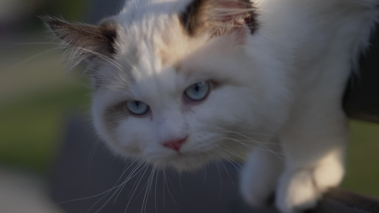⁇ 빛 속 의  ⁇  고양이 는 새 를 관찰 하고, 주변 을 정찰 하고, 습격 하고 있다