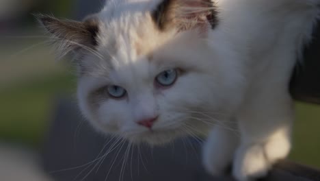 white cat in the sun bird viewing scouting around aimbushing