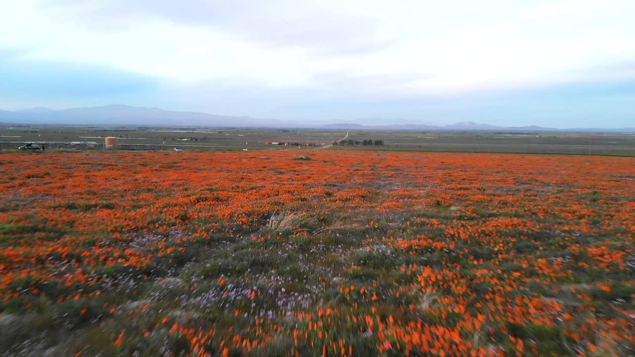 Aerial drone shot flying low and fast over a field or meadow of native wildflowers and orange California Poppies during the super bloom