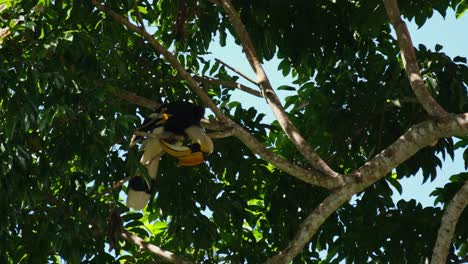 Preening-itself-and-meticulously-checking-each-feather,-Great-Hornbill-Buceros-bicornis