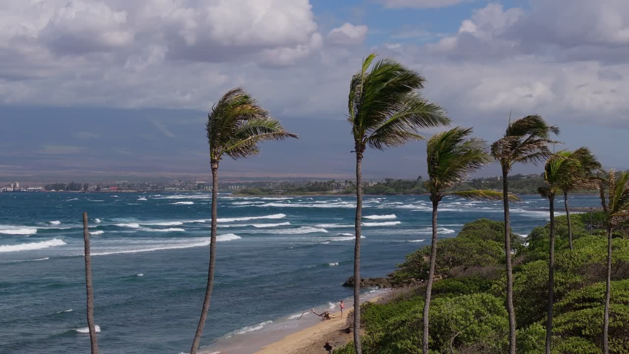Palm trees on beach swaying in wind at Kahului, Maui, Hawaii. Aerial riser