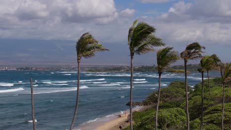 palm trees on beach swaying in wind at kahului, maui, hawaii. aerial riser