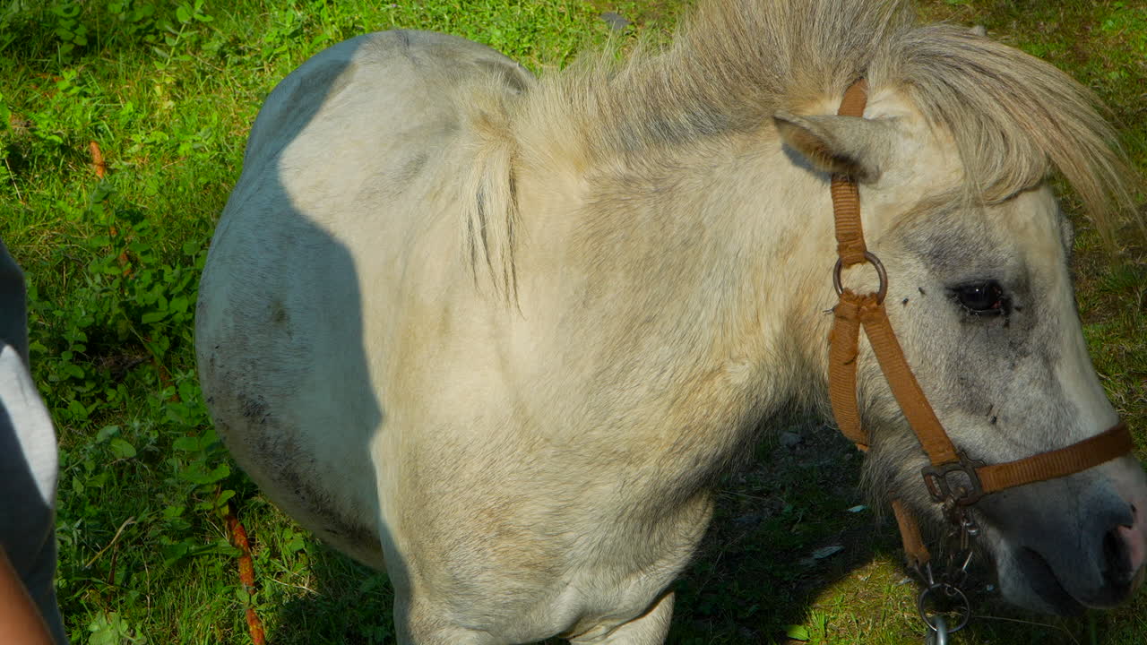 una chica rubia tocando un lindo caballo blanco en un rancho rural.