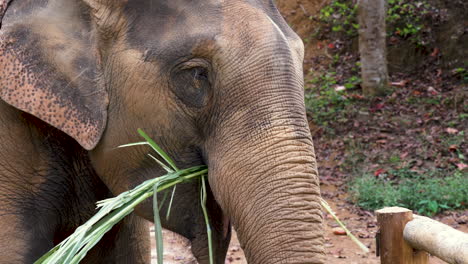 Ultra-Hd-Schöner-Großer-Brauner-Elefant-Aus-Nächster-Nähe