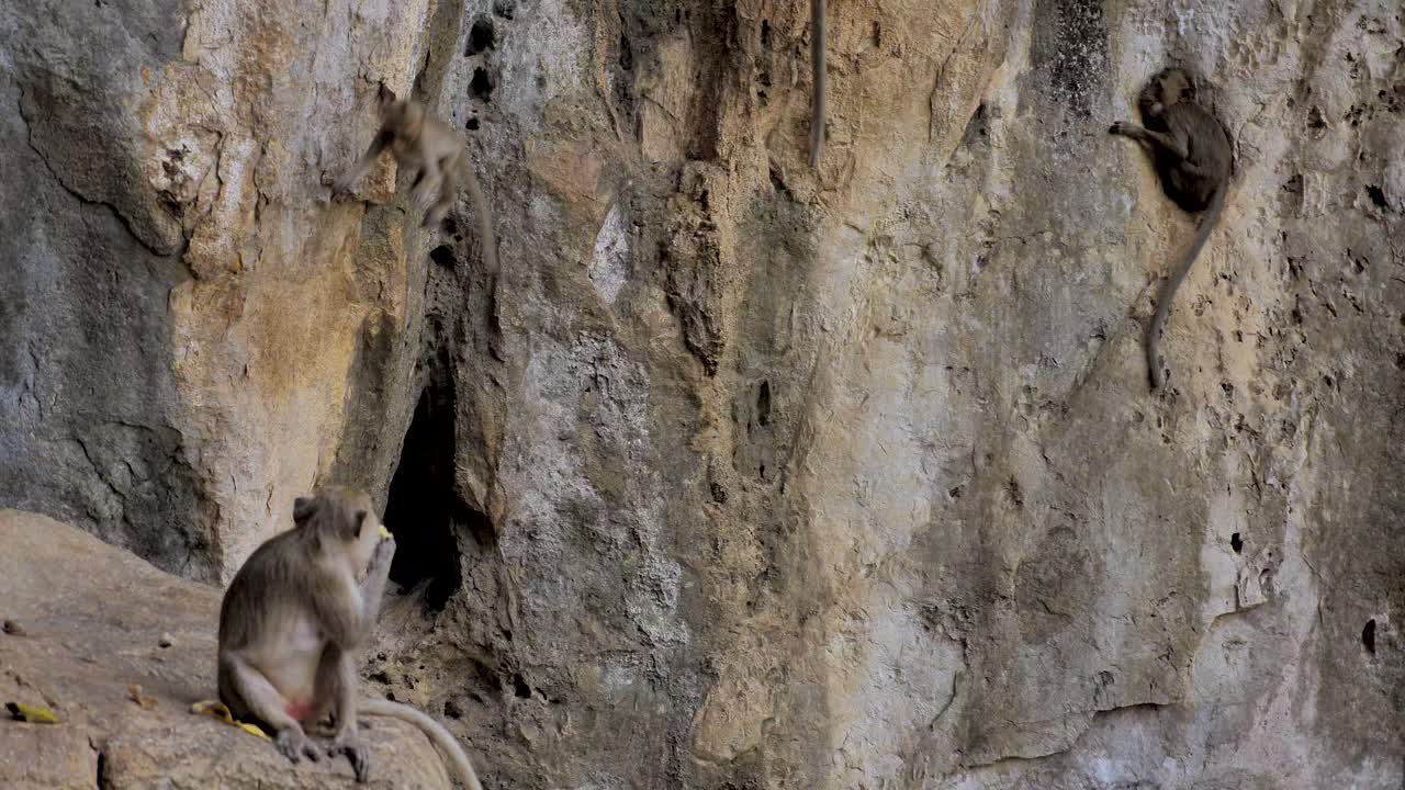 mono salvaje en khao chakan - montaña de los monos, sakaeo, tailandia