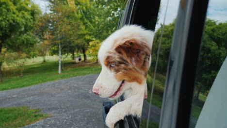 Australian-Shepherd-Dog-in-Car-Window