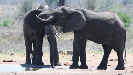 full body shot of two african elephants drinking at a waterhole in kruger national park