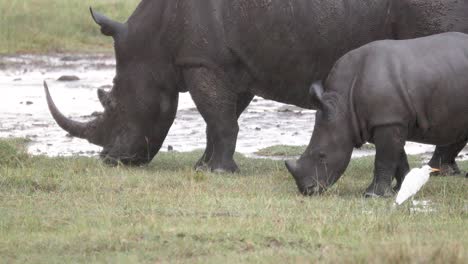 Weibliches-Spitzmaulnashorn-Mit-Seinem-Kalb,-Das-über-Sümpfen-In-Kenia,-Afrika,-Weidet