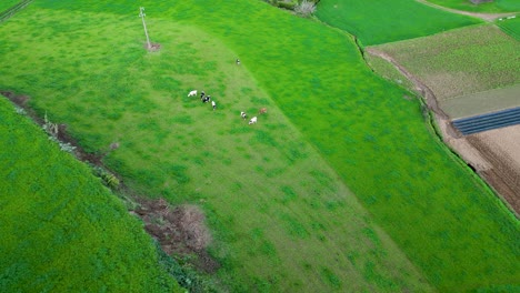 Aerial-view-of-group-of-cows-in-a-green-meadow-grazing