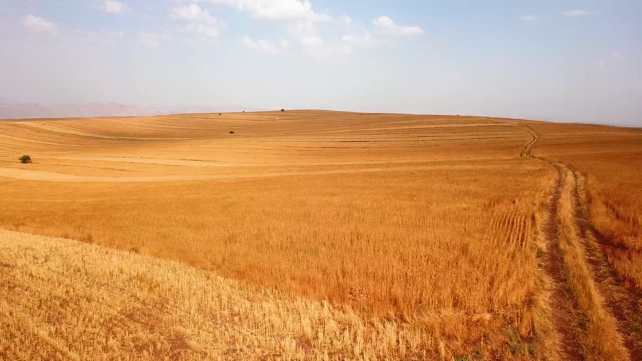 Agriculture road in beautiful yellow wheat farm waves in wind at scenic golden hills with single green trees in it and blue sky with white clouds in summer morning sunset