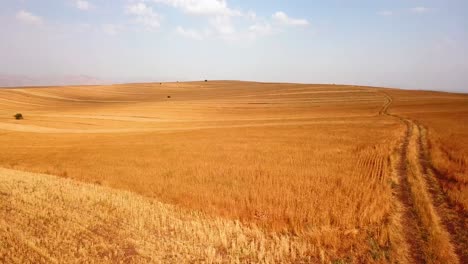 agriculture road in beautiful yellow wheat farm waves in wind at scenic golden hills with single green trees in it and blue sky with white clouds in summer morning sunset