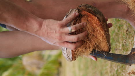 man removing husk from fresh organic coconut with iron spike