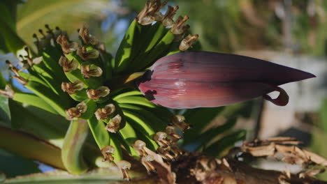 Small-bananas-growing-on-flowering-banana-plant,-vertical-parallax,-Isle-of-Pines