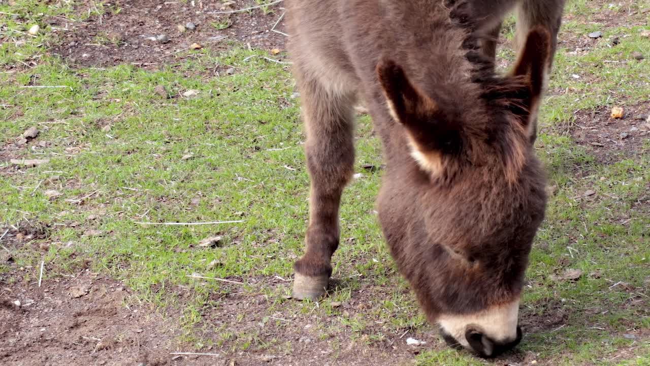 A detailed view of a donkey's head as it grazes on a patch of green grass.