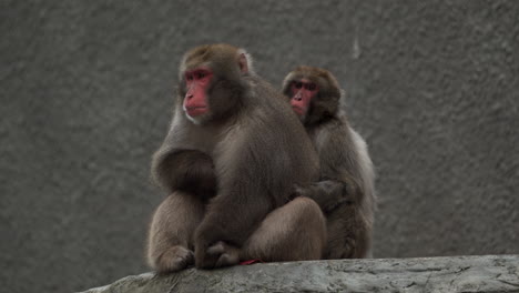 momento de unión de los monos - monos de cara roja en el zoológico - adorable mono joven aferrado a la espalda de su madre mientras se sienta en un banco de hormigón - plano medio