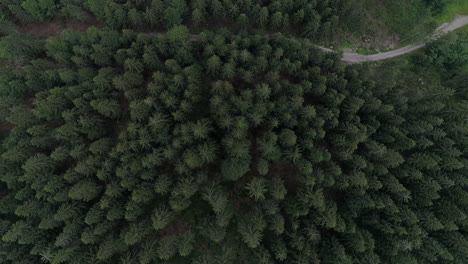 drone fly over the schwarzwald forest with fir trees in baden-württemberg germany