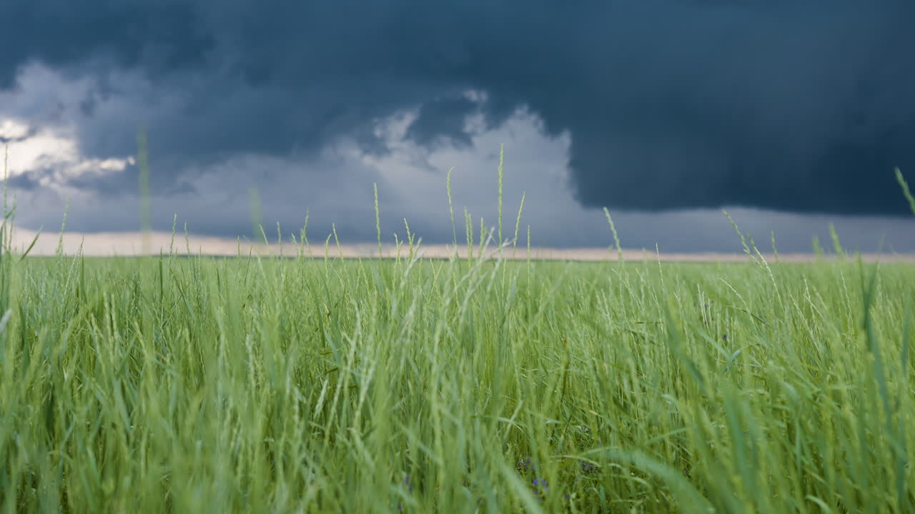 Blades Of Tall Grass Slowly Blowing In Gentle Wind Under Stormy Sky