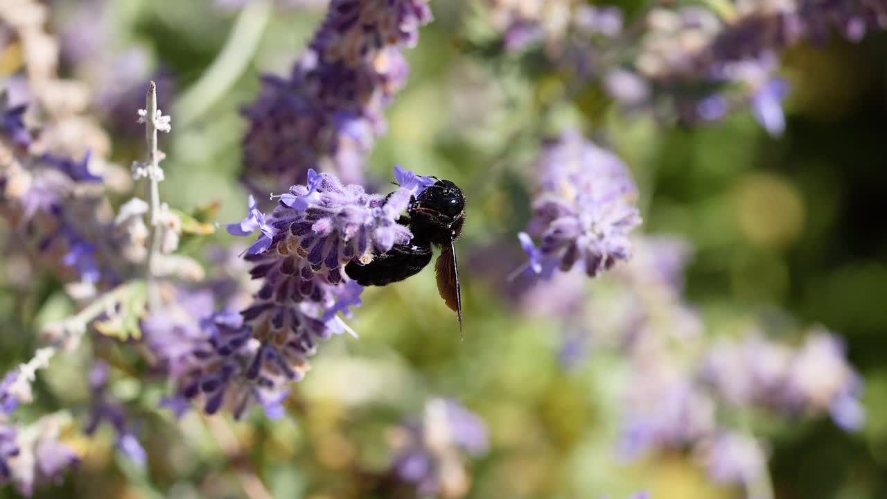 пчела собирает нектар из цветов лаванды
