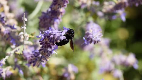 a bee collecting nectar from lavender flowers