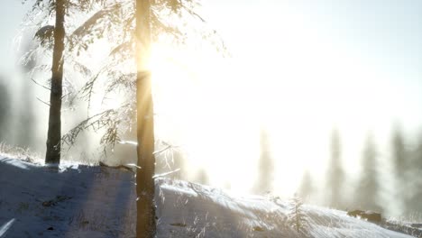 splendid christmas scene in the mountain forest. colorful winter sunrise