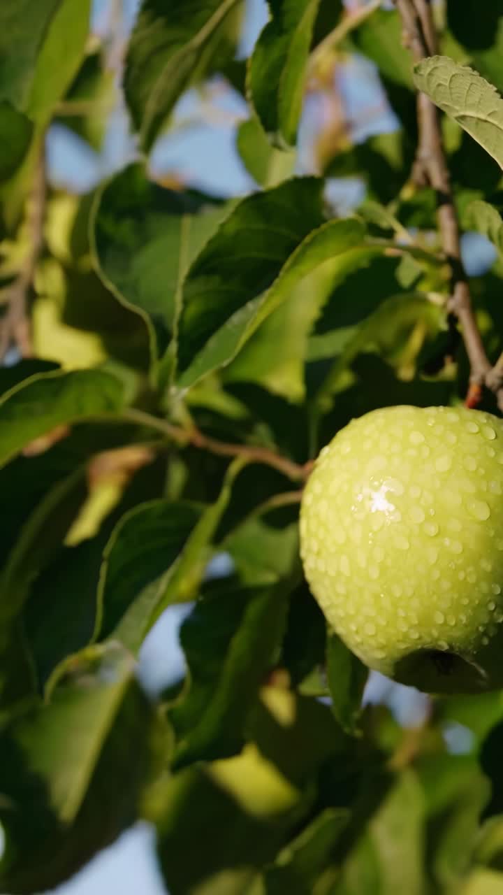 Video ravvicinato di una mela verde coperta di rugiada su un ramo d'albero, ripreso da un angolo basso