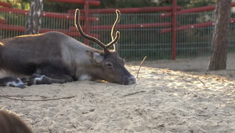 renos acostados dentro de la jaula de un zoológico cerca del pueblo noruego en aredel, zagorow polonia