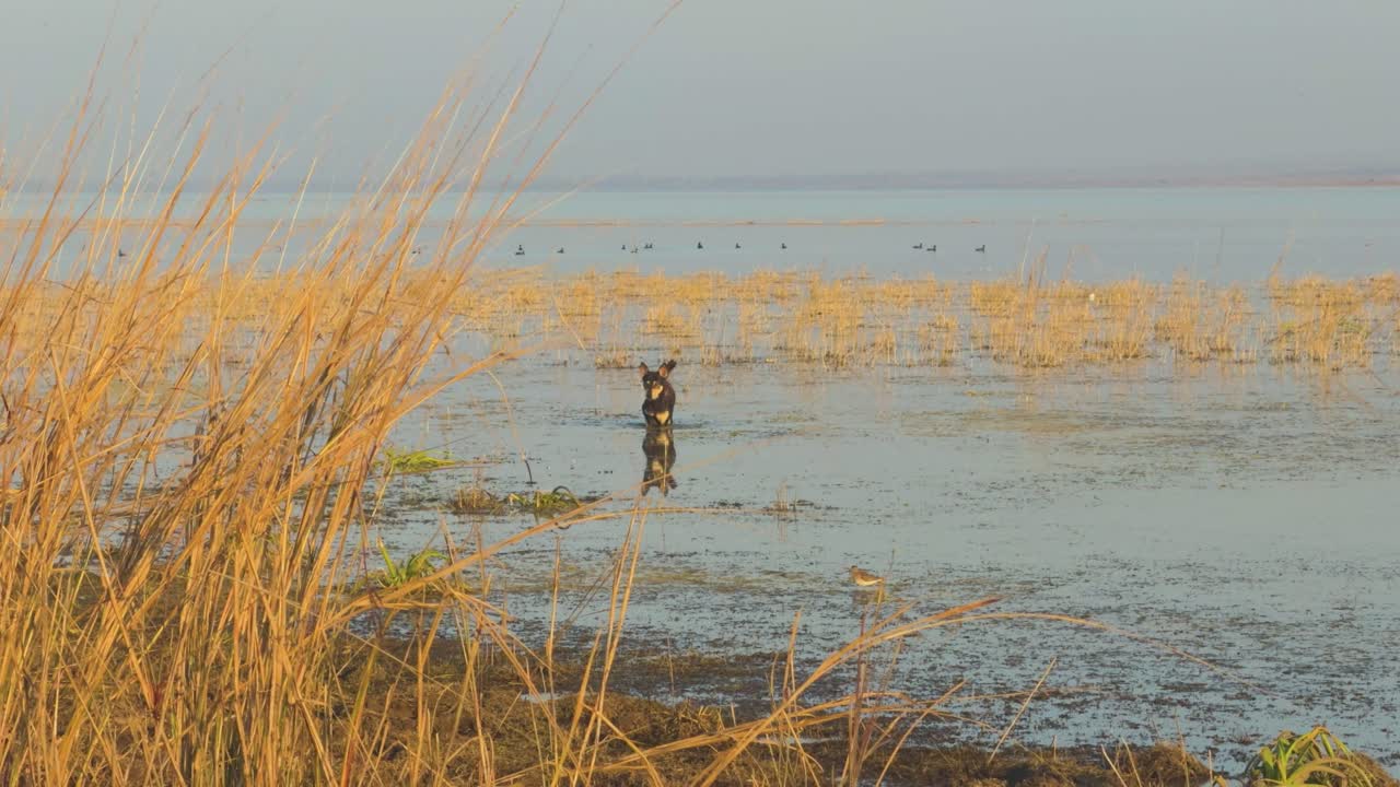 Seekor anjing pertanian bermain di sungai dengan rumput panjang di India.