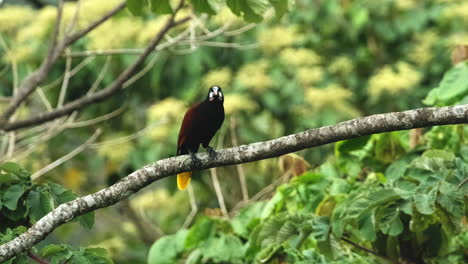 Handheld-shot-of-colorful-Montezuma-oropendola-taking-flight-from-a-branch